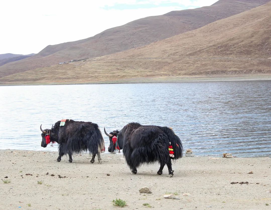 雪域西藏，此生必駕—— 自由炮護(hù)航！