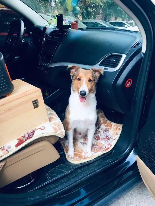 58歲的她，自駕房車旅居，一人兩犬，活成了自己喜歡的樣子